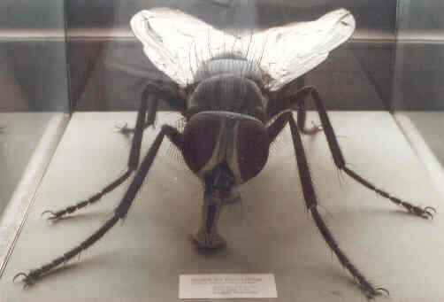 überdimensionales Modell einer Stubenfliege